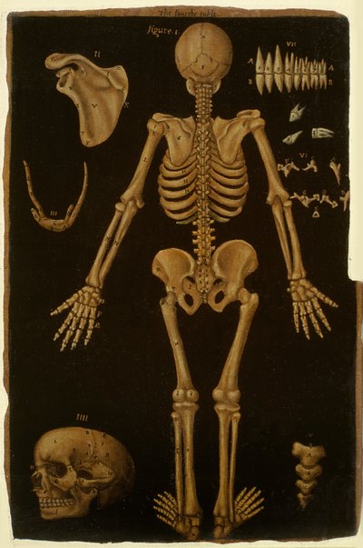 Ms Hunter 364 Table IV, from Anatomical Tables, by John Banister by English School